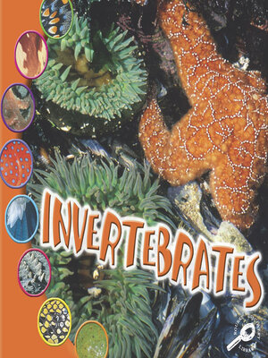 cover image of Invertebrates